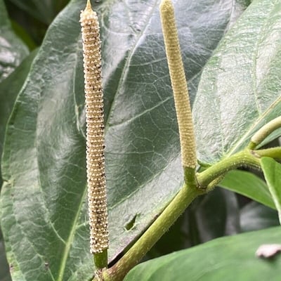 Piper amalago — flower