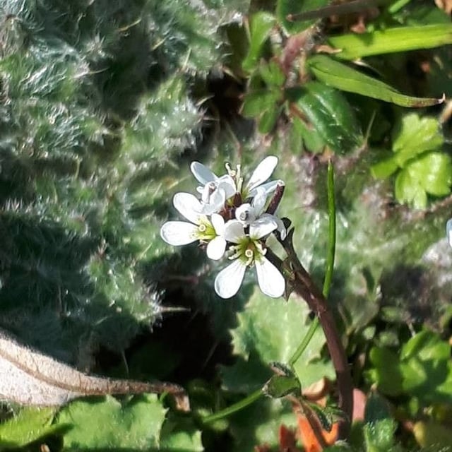 Cardamine parviflora — flower