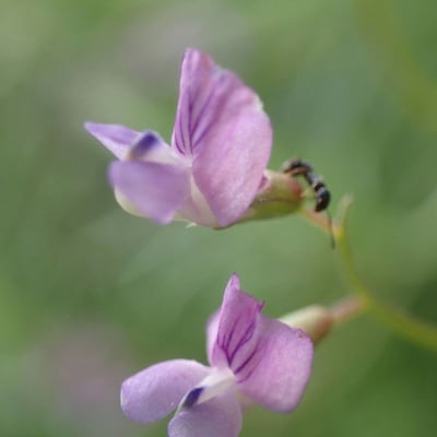 Vicia parviflora — flower