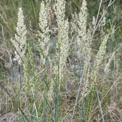 Koeleria glauca — flower