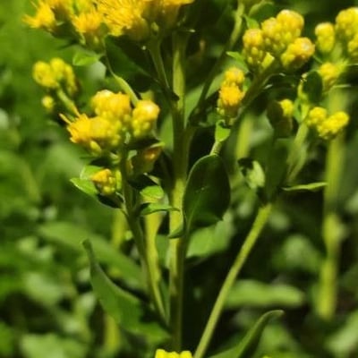 Solidago rigida — flower