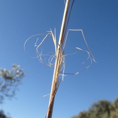 Stipa capillata — flower