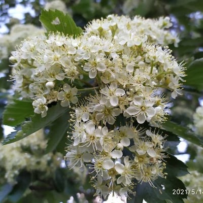 Scandosorbus intermedia — flower