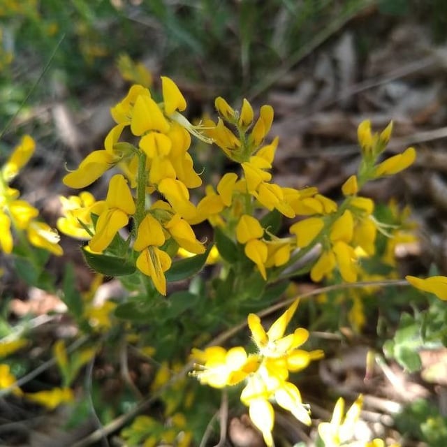 Genista germanica — flower