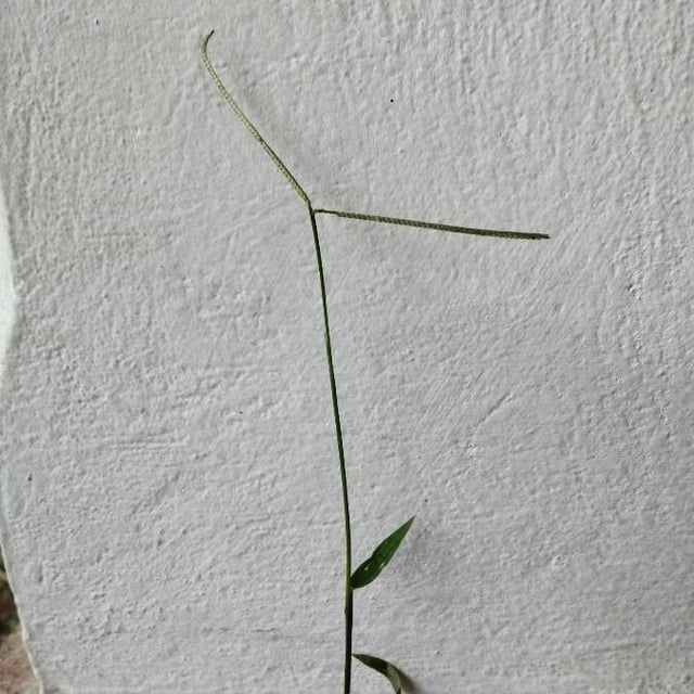 Paspalum conjugatum — flower