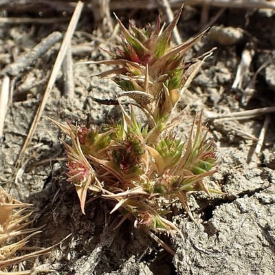 Sporobolus aculeatus — flower