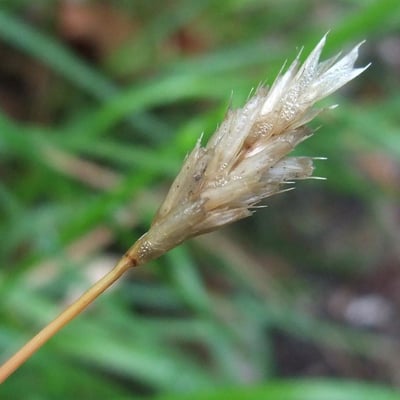 Sesleria caerulea — flower