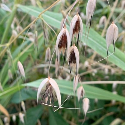 Avena barbata — flower