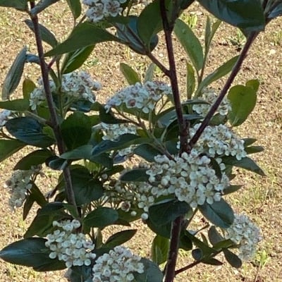 Aronia melanocarpa — flower