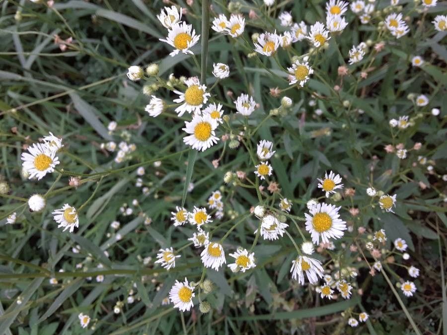 Daisy fleabane