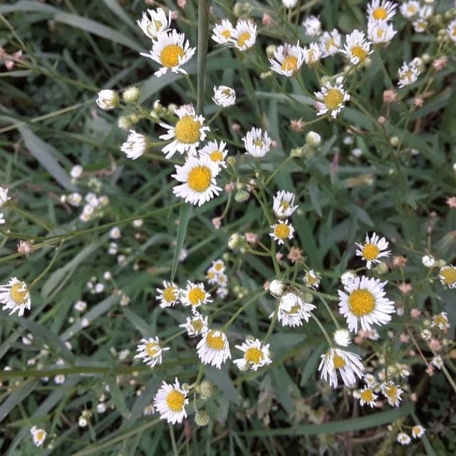 Erigeron strigosus — flower