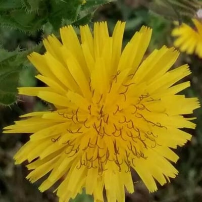 Helminthotheca echioides — flower