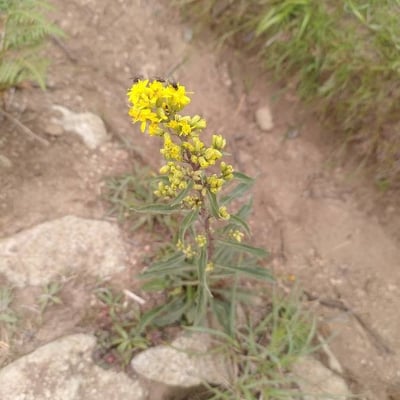 Solidago missouriensis — flower