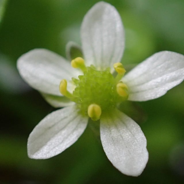 Ranunculus omiophyllus — flower