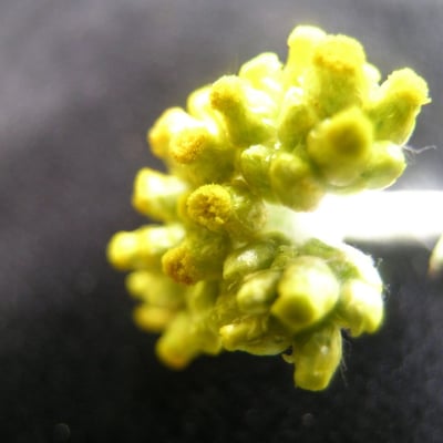 Pseudognaphalium affine — flower
