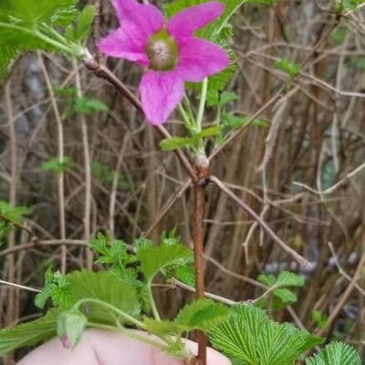 Rubus spectabilis — flower