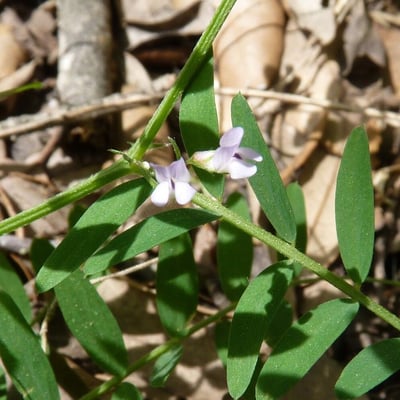 Vicia disperma — flower