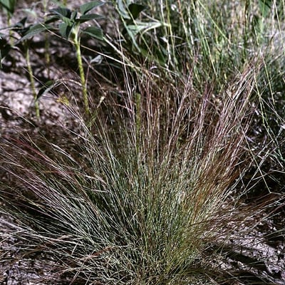 Aristida purpurea — habit