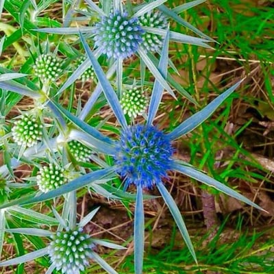 Eryngium bourgatii — flower