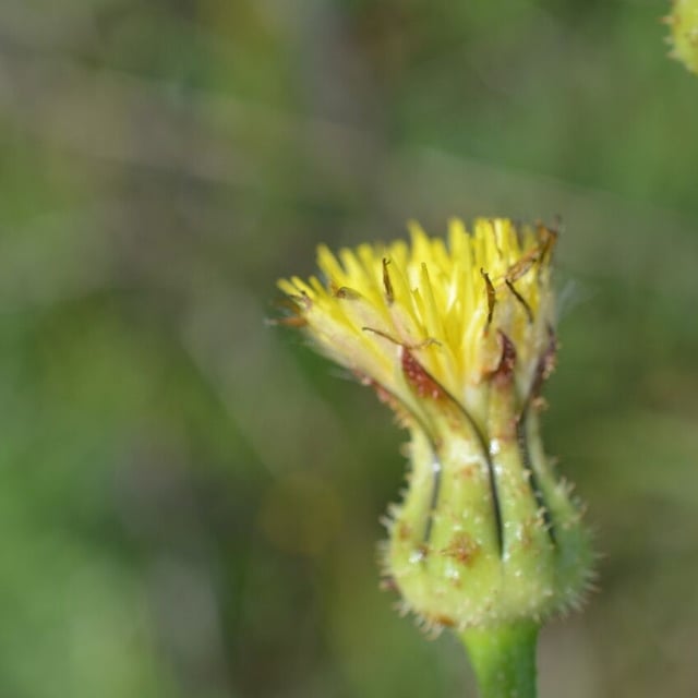 Urospermum picroides — flower