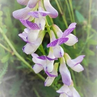 Vicia sylvatica — flower