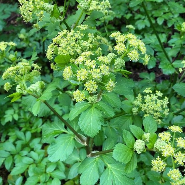 Smyrnium olusatrum — flower