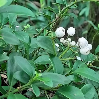 Psychotria serpens — leaf