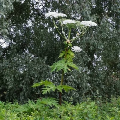 Heracleum mantegazzianum — flower