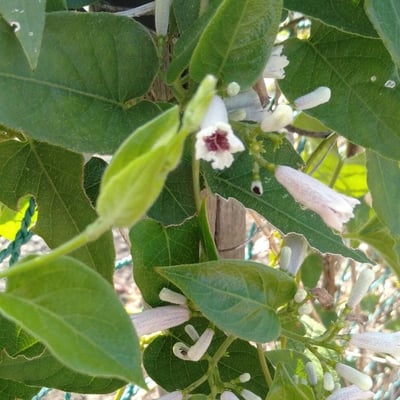 Paederia foetida — flower