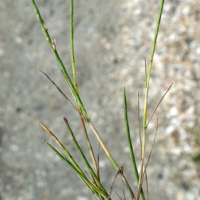 Parapholis strigosa — flower
