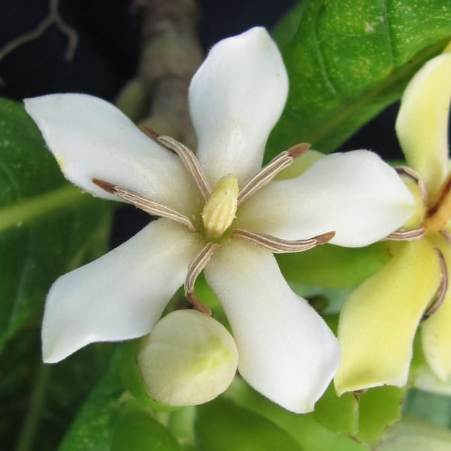 Genipa americana — flower