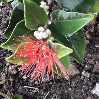 Metrosideros excelsa — flower