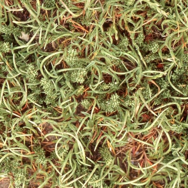 Festuca incurva — habit