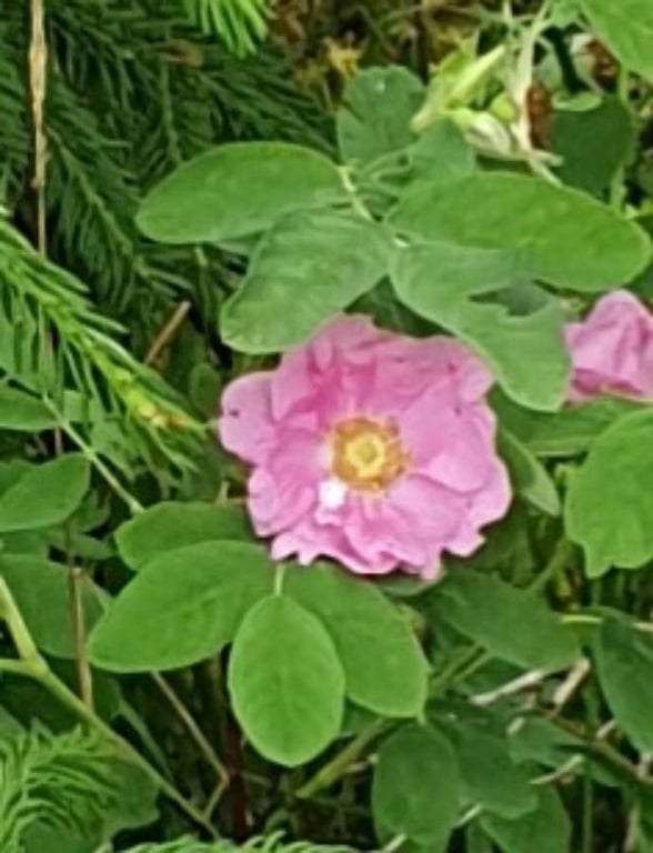 Cinnamon rose