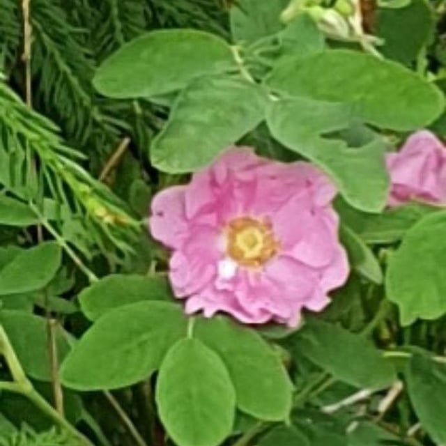 Rosa majalis — flower