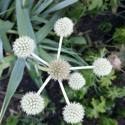 Eryngium yuccifolium — flower