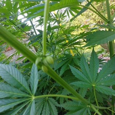 Hibiscus cannabinus — flower