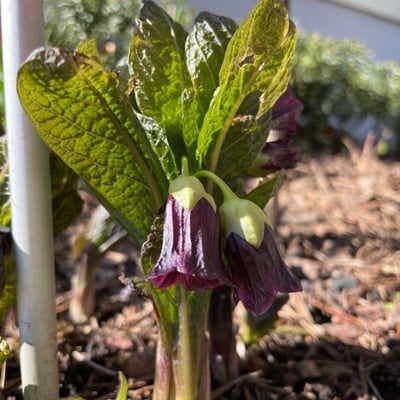 Scopolia carniolica — flower
