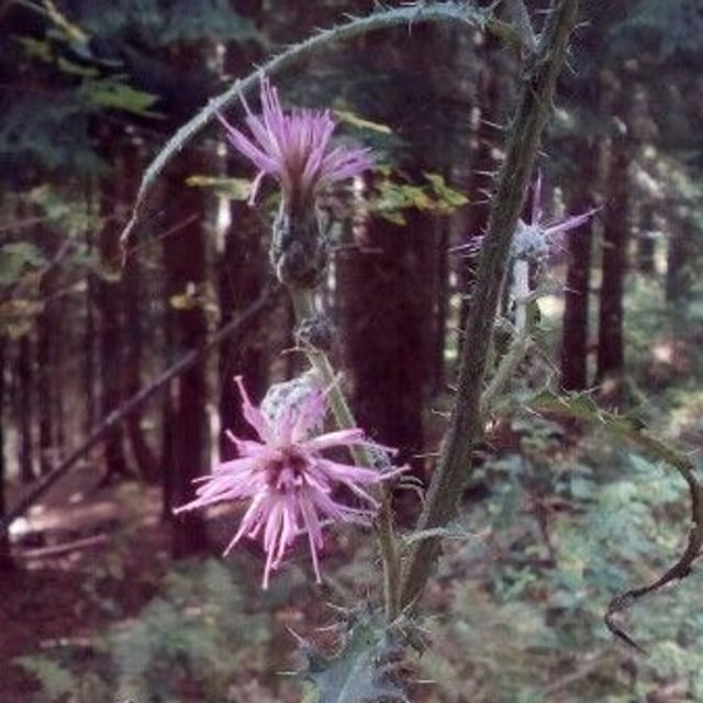 Centaurea paniculata — flower