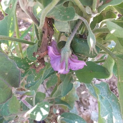 Solanum melongena — flower