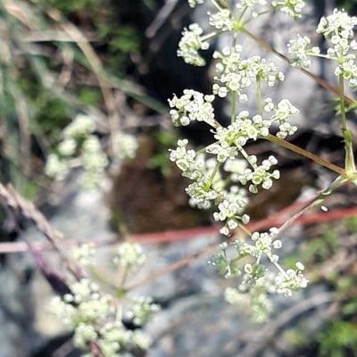 Trinia glauca — flower