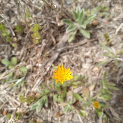 Krigia virginica — flower