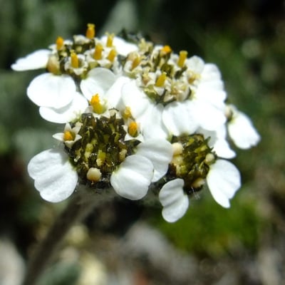 Achillea nana — flower
