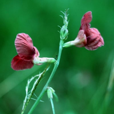 Macroptilium lathyroides — flower