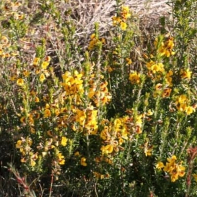 Aotus ericoides — flower