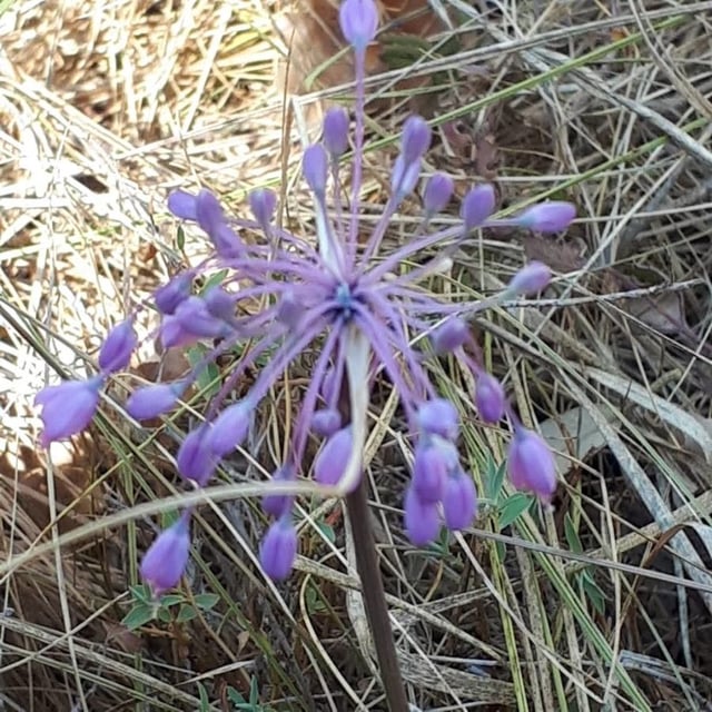 Allium carinatum — flower