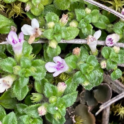 Clinopodium nubigenum — flower