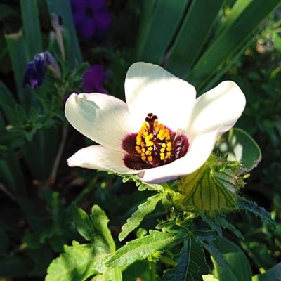 Hibiscus trionum — flower