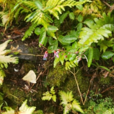 Desmodium incanum — flower