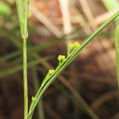 Bupleurum praealtum — flower